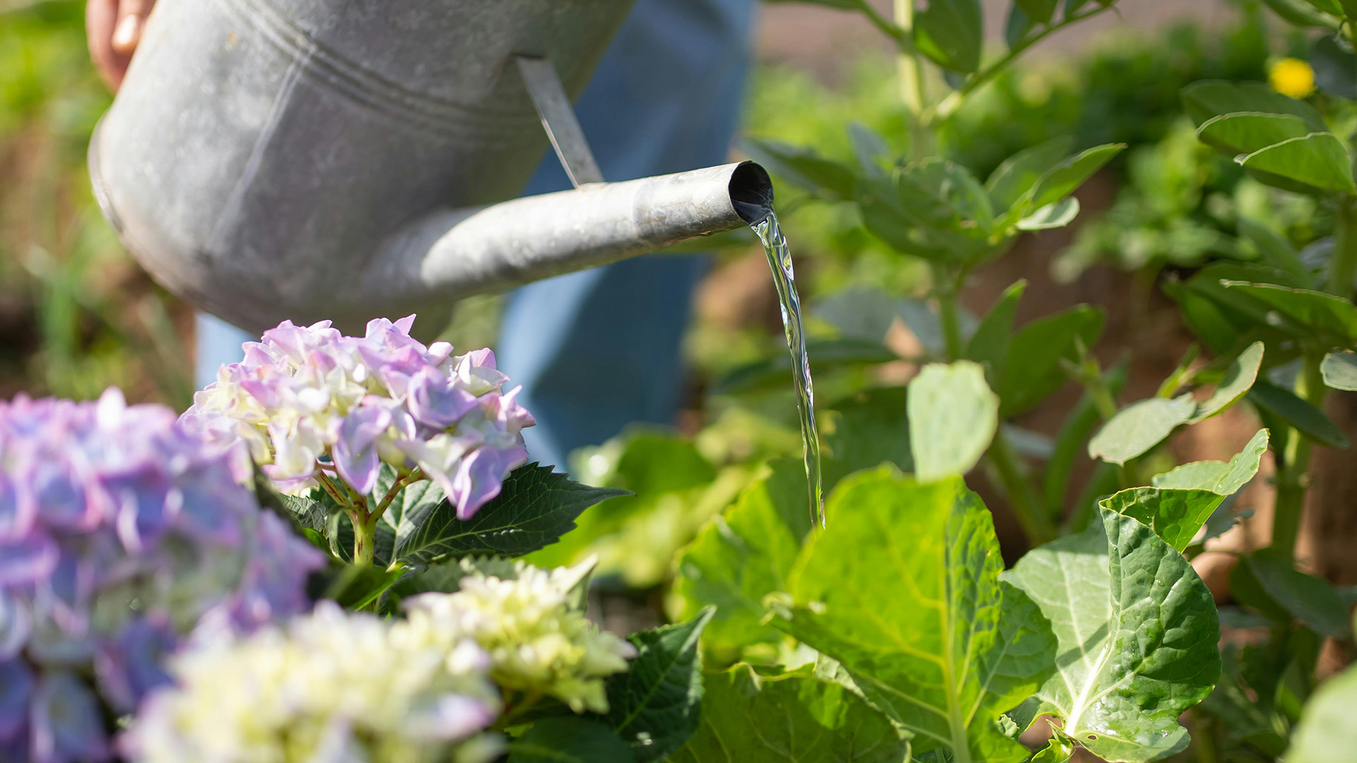 Metal watering can being used to water a garden