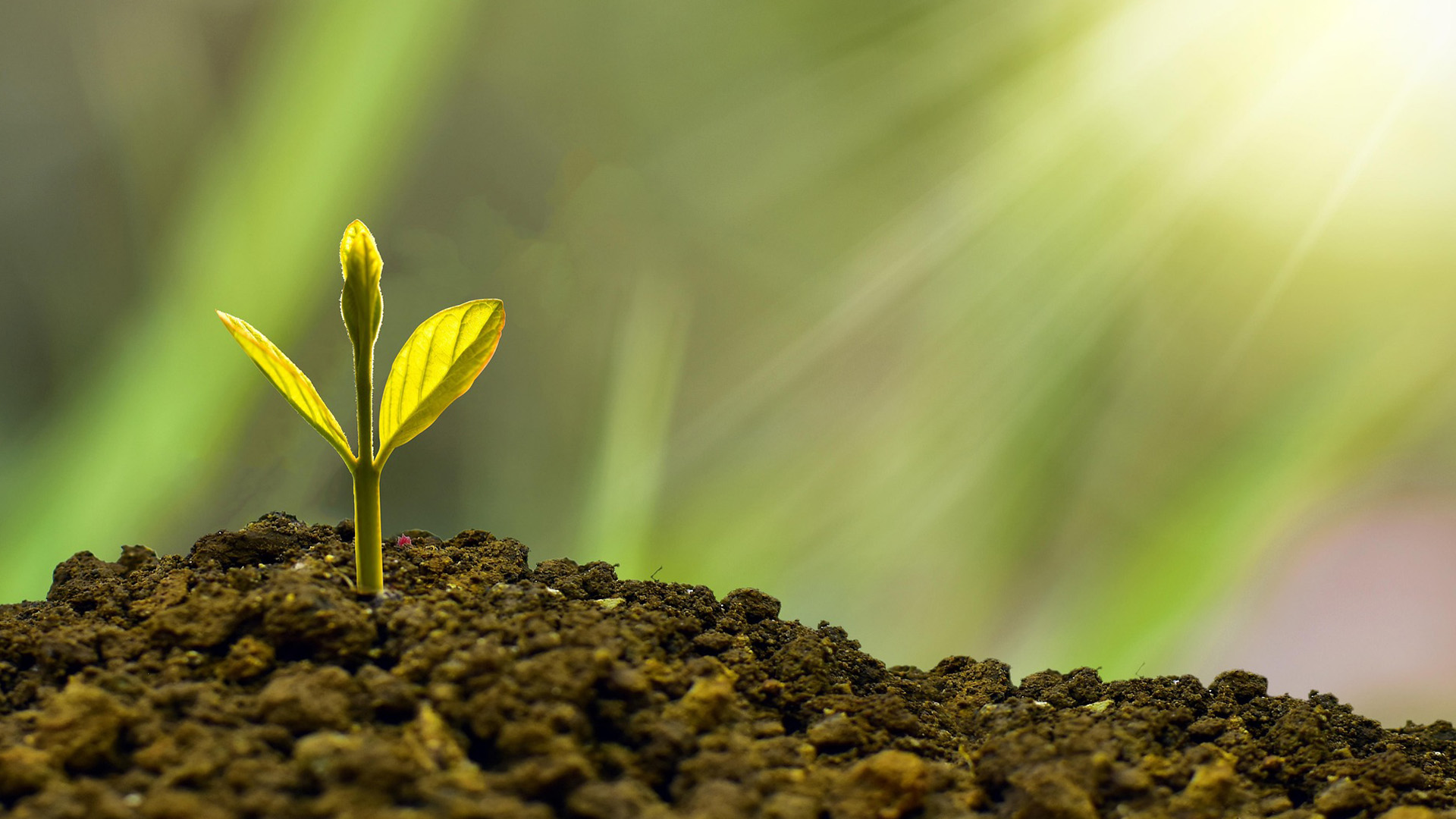 A plant sprouting from the earth, bathed in sunlight