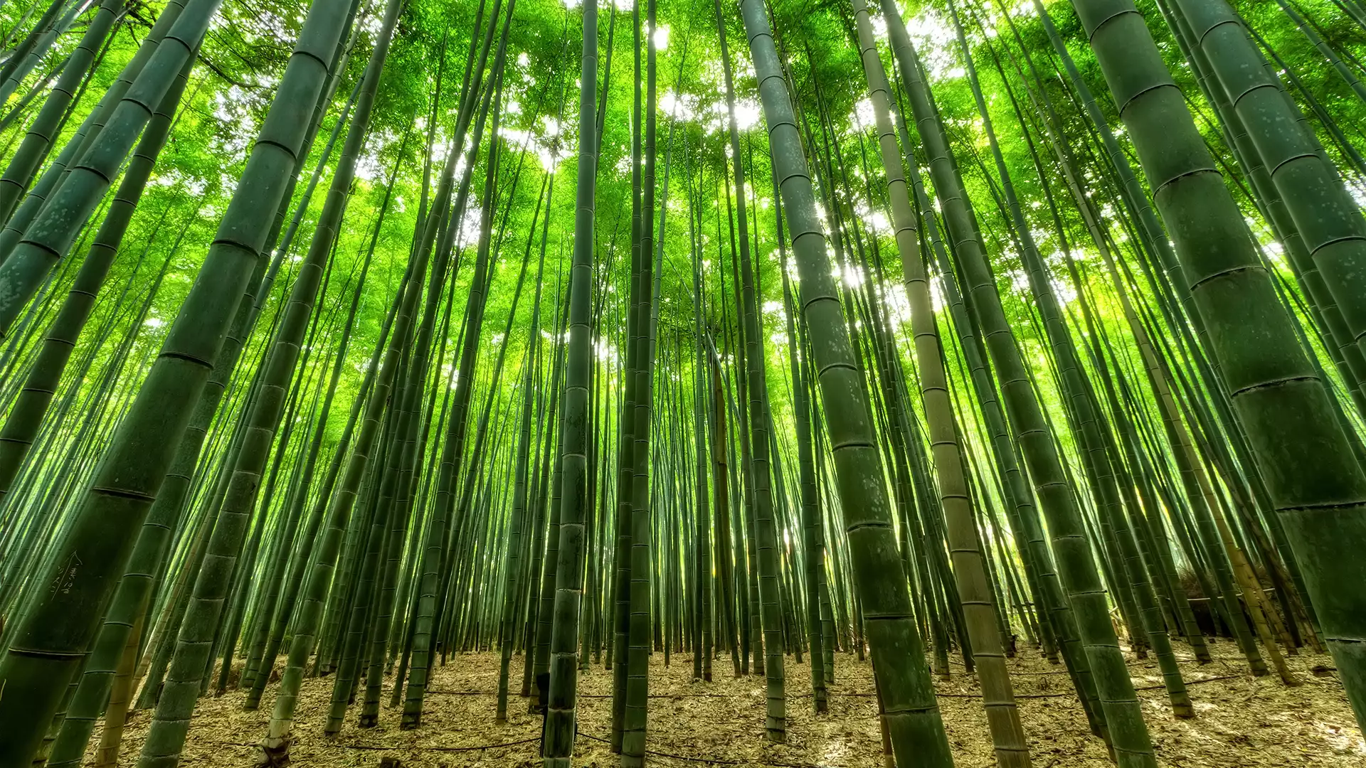 A forest of bamboo trees