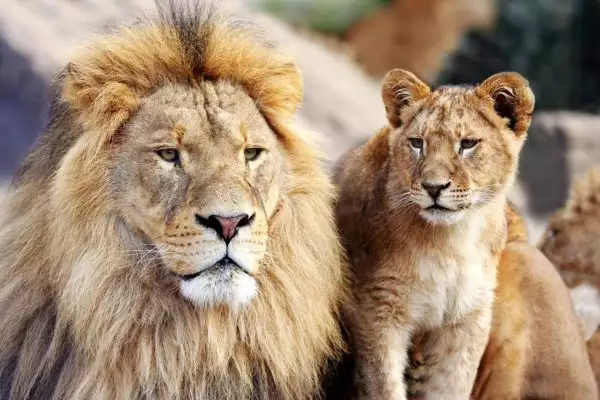 lion and cub in training